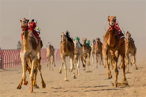 camel race in ajman